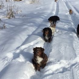 Miniature Australian Shepherds from Motowns Mini Aussies