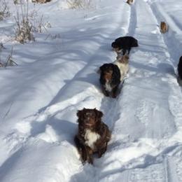 Miniature Australian Shepherds from Motowns Mini Aussies