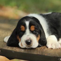 Male 2 - Black brown and white male Basset Hound puppy in Georgia from Huff's Hounds