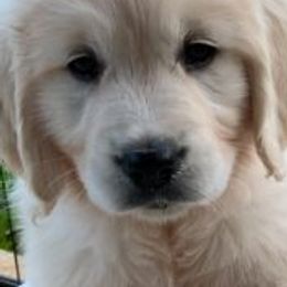 Golden Retrievers from Silkspun Goldens