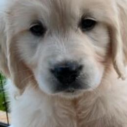 Golden Retrievers from Silkspun Goldens