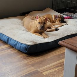 Cane Corso Puppies from Red Wood Cane Corso