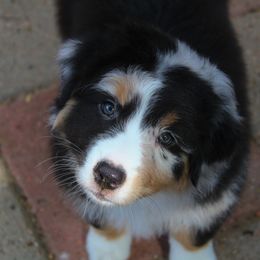 Australian Shepherd Puppies from Faith Valley Australian Shepherds