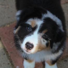 Australian Shepherd Puppies from Faith Valley Australian Shepherds