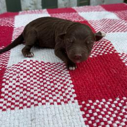 Hershey - Red & white male Australian Shepherd puppy in Laotto, Indiana from Circle B working Aussies