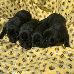Black Female - Black female Labrador Retriever puppy in Geneva, Florida from Salty Duck Retrievers