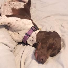 German Shorthaired Pointers from Stellar GSPs