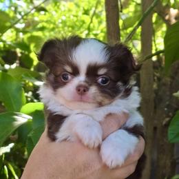 Presley 6000 - Chocolate and white male Chihuahua puppy in Citrus Heights, California from Golden State Chihuahuas
