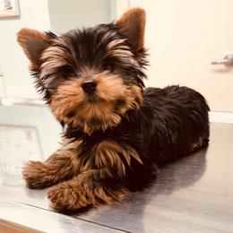 Yorkshire Terrier Puppies from Chikito's Yorkies