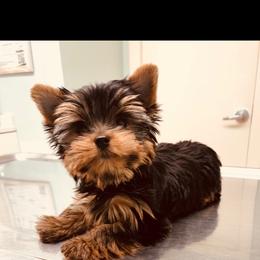 Yorkshire Terrier Puppies from Chikito's Yorkies
