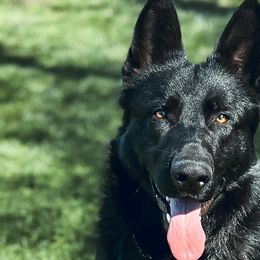German Shepherds from Chloe Tascoff