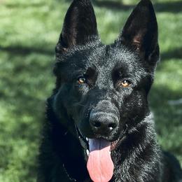 German Shepherds from Chloe Tascoff