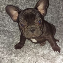 French Bulldog Puppies from Absolute Frenchie Connection