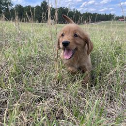 Golden Retriever puppies from Bass Southern Kennels