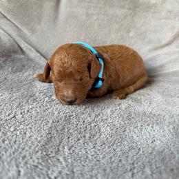 Kylie (blue collar) - Red  female Goldendoodle puppy in Lowville, New York from Adirondack Goldendoodles