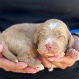 Checkers - Apricot male Australian Labradoodle puppy in Morgan Hill, California from Loving Labradoodles