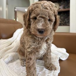 Rory - Apricot male Goldendoodle puppy in Berlin, Ohio from Doodle Babys