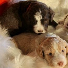Aussiedoodles from Pages farm