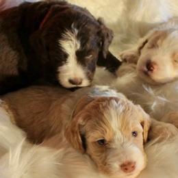 Aussiedoodles from Pages farm