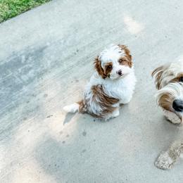 Cosmo - Blenheim male Cavapoo puppy in Pleasant Grove, Utah from Destination Doodles