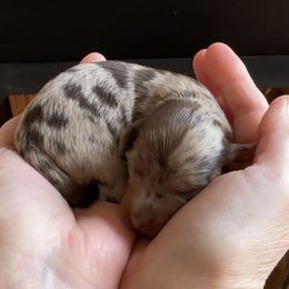 Holly - Dapple female Dachshund puppy in Steele, Alabama from Taylored Dachshunds