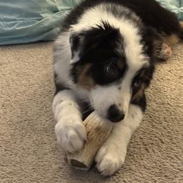 Black tri male w tail - Black tri-color male Australian Shepherd puppy in Middletown, Delaware from Everline Aussies