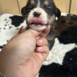 Boy 2 - White and black male Pembroke Welsh Corgi puppy in Elberton, Georgia from Lonesome Boone Corgis