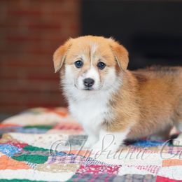 Pembroke Welsh Corgi Puppies from Indiana Corgis LLC