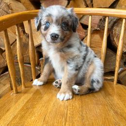 Jack - Blue merle male Australian Shepherd puppy in Hillsboro, Oregon from A&D Australian Shepherds