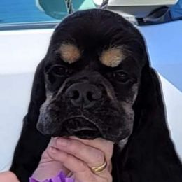 George - Cocker Spaniel