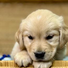 Mr Blue - Golden male Golden Retriever puppy in Tonasket, Washington from Denzil’s Goldens