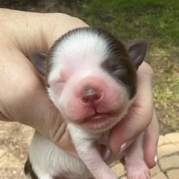 Espresso Pink collar gorgeous parti - Parti female Miniature Schnauzer puppy in Temple, Texas from Schnauzers Of Taylor