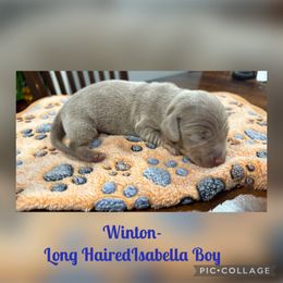 Dachshund Puppies from Andrepont Dachshunds