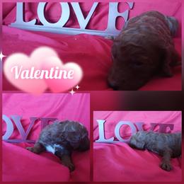 Valentine - Red  female Poodle puppy in Lancaster, California from Heavenly poodle and doodle
