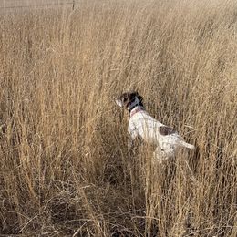 Pepper - German Shorthaired Pointer