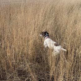 Pepper - German Shorthaired Pointer