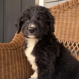 Sampson - Black tri-color male Aussiedoodle puppy in Rochester, Massachusetts from Harmony Hill Doodles