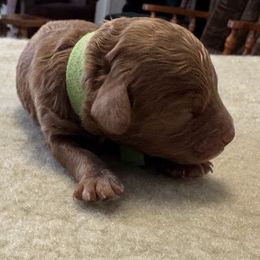 Drew - Red male Cockapoo puppy in Sheridan, Missouri from Shepherdsfold’s Cockapoos