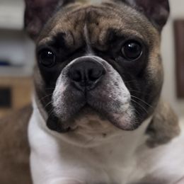 French Bulldogs from South House Bulldogs