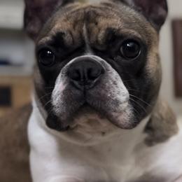 French Bulldogs from South House Bulldogs