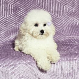 Flower (AKC) - White female Poodle puppy in Rainbow City, Alabama from Spinks Poodles