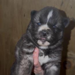 Boy 1 - Agouti and white male Siberian Husky puppy in Iron River, Wisconsin from Wiemeri Siberians