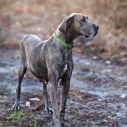 Destiny - Great Dane