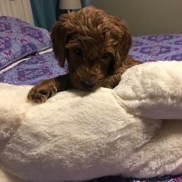 Goldendoodle Puppies from Da Ruba Doodles