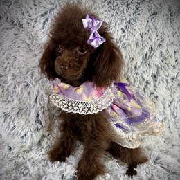 Tiny Mija - Brown female Poodle puppy in Newcomerstown, Ohio from Sheri’s Lil Angel’s