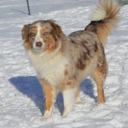 Hazel - Miniature American Shepherd