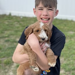 Bernedoodle, Cavalier King Charles Spaniel, Goldendoodle, and Sheepadoodle Puppies from Flannery’s lucky pup’s🍀