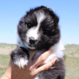 Shetland Sheepdog Puppies from Enlia Shelties