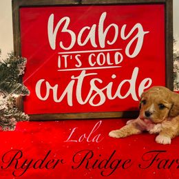 Pink - Apricot Cavapoo puppy in White Sulphur Springs, West Virginia from Ryder Ridge Farm