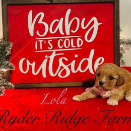Pink - Apricot Cavapoo puppy in White Sulphur Springs, West Virginia from Ryder Ridge Farm